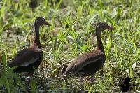 Dendrocygna autumnalis