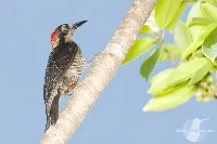Melanerpes pucherani