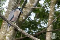 Cochlearius cochlearius