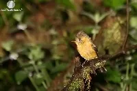 Mitrephanes phaeocercus