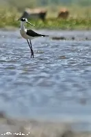 Himantopus mexicanus