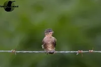 Stelgidopteryx serripennis