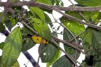 Chrysothlypis chrysomelas