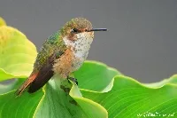 Selasphorus scintilla