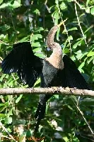 Anhinga anhinga