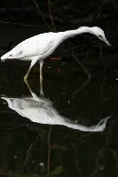 Egretta caerulea
