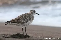 Pluvialis squatarola