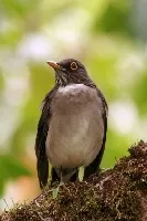 Yiguirro collarejo, mirlo gorgiblanco