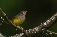 Geothlypis philadelphia