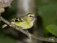 Vireo carmioli