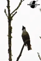 Procnias tricarunculatus