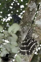 Micrastur semitorquatus