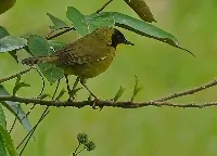 Antifacito coroniolivo