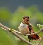 Selasphorus scintilla