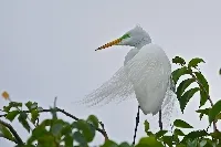 Ardea alba