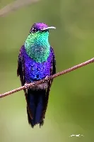 Thalurania colombica