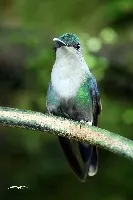 Thalurania colombica