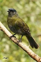 Phainoptila melanoxantha