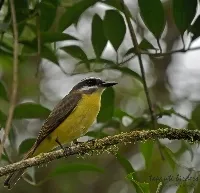 Myiodynastes hemichrysus