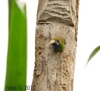 Aulacorhynchus prasinus