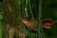 Hojarasquero gorgianteado