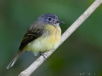 Aphanotriccus capitalis