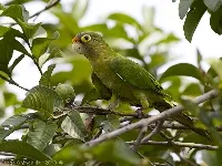 Eupsittula canicularis