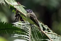 Leptopogon superciliaris