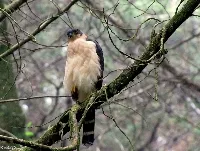 Micrastur semitorquatus