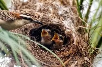 Campylorhynchus capistratus