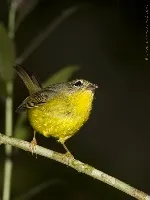 Basileuterus culicivorus