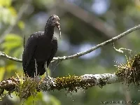 Mesembrinibis cayennensis