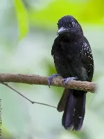 Thamnophilus bridgesi