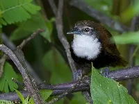 Pheugopedius fasciatoventris