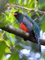 Trogon massena