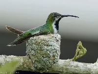 Anthracothorax prevostii