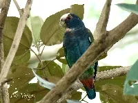Pionus senilis