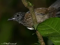 Thamnophilus bridgesi