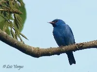 Dacnis cayana