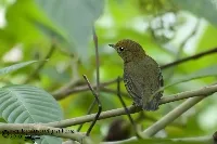 Ceratopipra mentalis