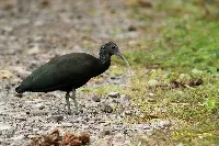 Mesembrinibis cayennensis