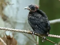 Ramphocelus sanguinolentus
