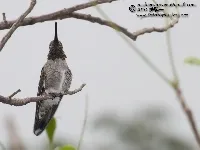 Heliomaster constantii