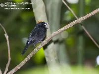 Tachyphonus delattrii