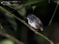 Henicorhina leucosticta