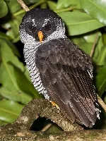 Ciccaba nigrolineata