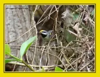 Vermivora chrysoptera