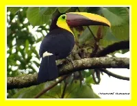 Ramphastos ambiguus