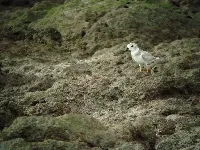 Playerito, playero melodico o chorlitejo picocorto