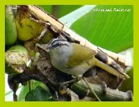 Arremonops conirostris